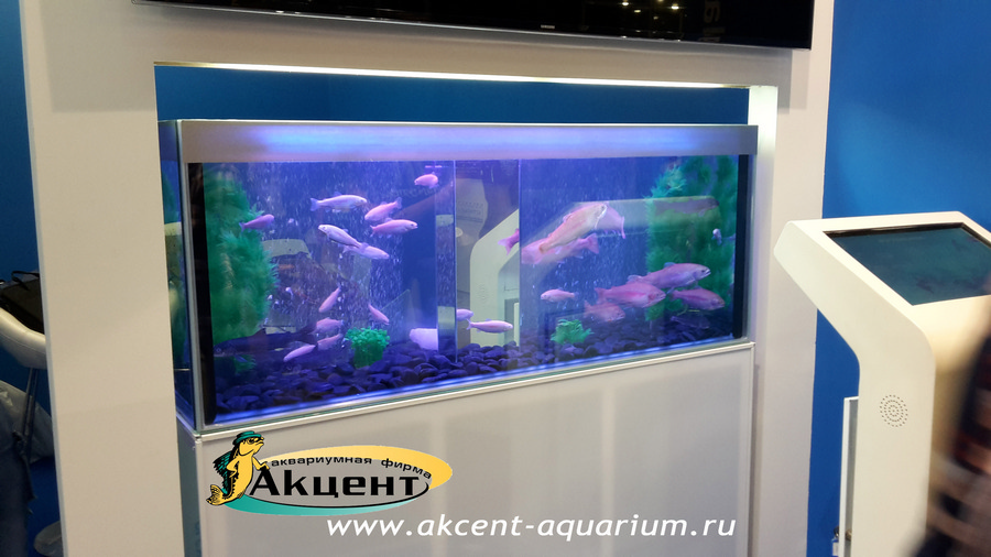 Акцент-аквариум, аквариум 450л стеклопакетный лососевые