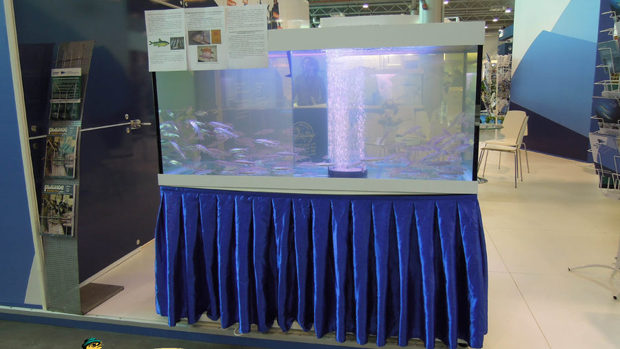 Акцент-аквариум, аквариум 800л муксун