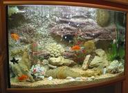 Выбор рыбок-Акцент-аквариум
