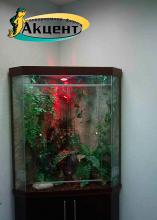Акцент-аквариум, террариум встроенный в стену размером 2 метра
