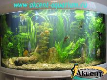 Акцент-аквариум, аквариум 350л, живые растения, дскусы, скалярии, акулий барбус