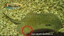 Пресноводные скаты-Акцент-аквариум скат моторо