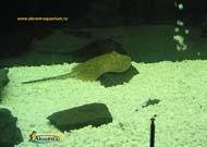 Пресноводные скаты-Акцент-аквариум скат моторо