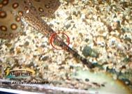 Пресноводные скаты-Акцент-аквариум  скат моторо