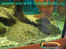 Акцент-аквариум пресноводный скат моторо