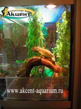 Акцент-аквариум. Игуана в террариуме