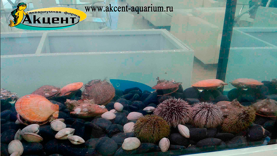 Аквариумная фирма Акцент-аквариум, гигантские мидии