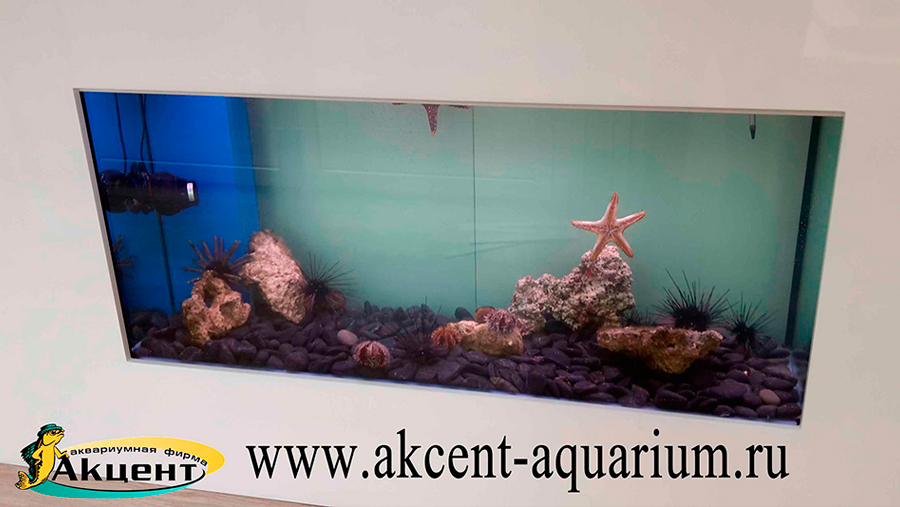 Аквариумная фирма Акцент-аквариум, морские звезды