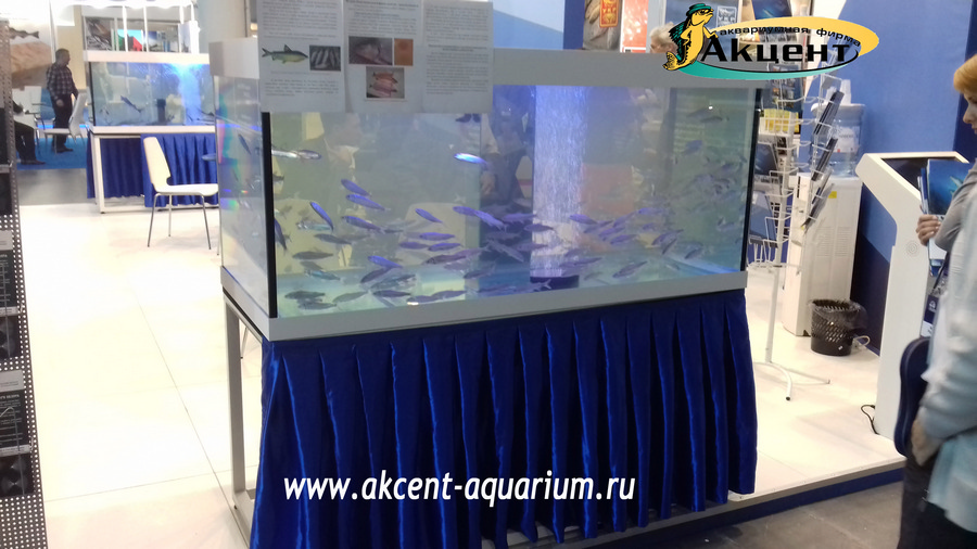 Акцент-аквариум, аквариум 800л муксун