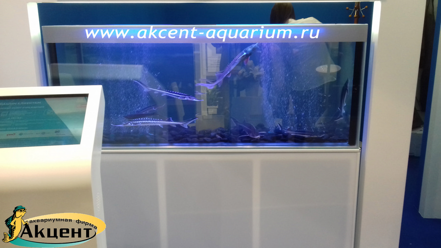 Акцент-аквариум, аквариум 450л стеклопакетный осетровые