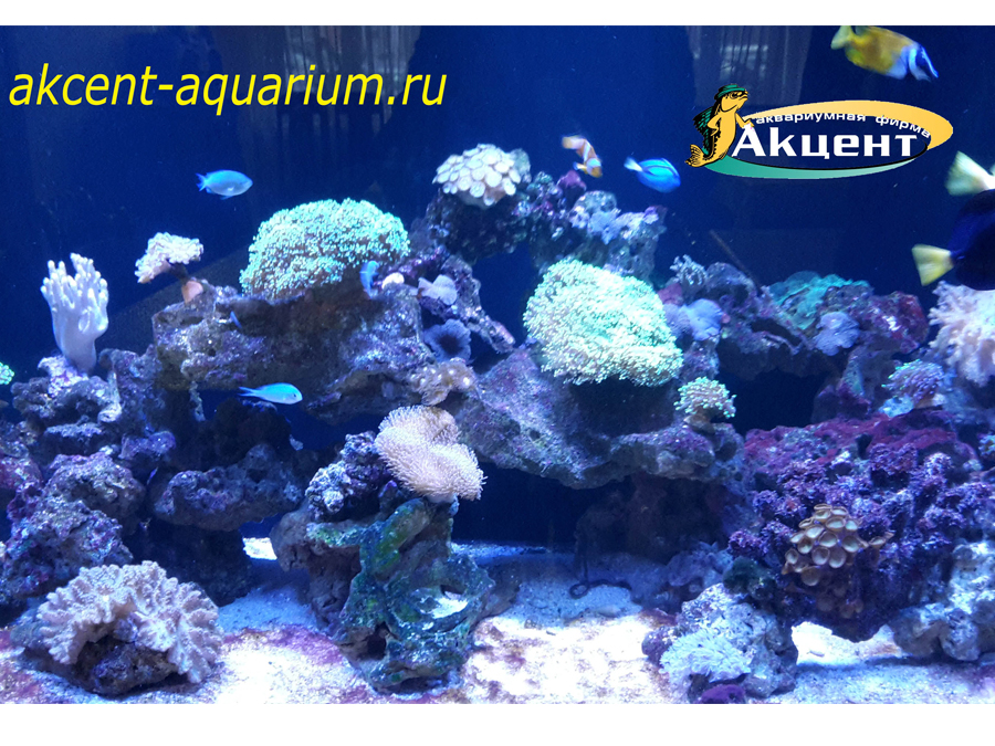 Акцент-аквариум, морской рифовый аквариум 800л. Синулярии, эуфилии, саркофитон, зоантусы, зебросомы, хромисы, лисичка, амфиприоны