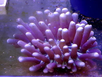 Гелиофунгия фиолетовая